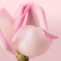 Nuxe Lait Démaquillant Confort aux Pétales de Rose 200ml Nuxe Lait Démaquillant Confort aux Pétales de Rose 200ml