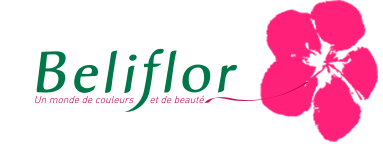 BELIFLOR